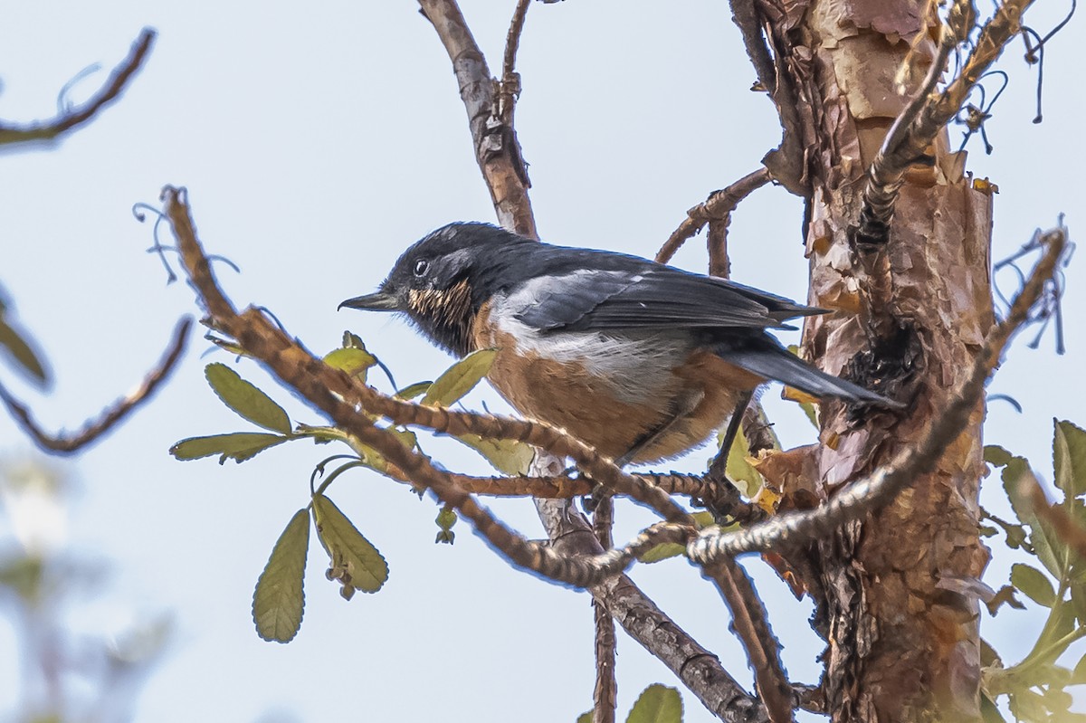 Black-throated Flowerpiercer - ML512818851