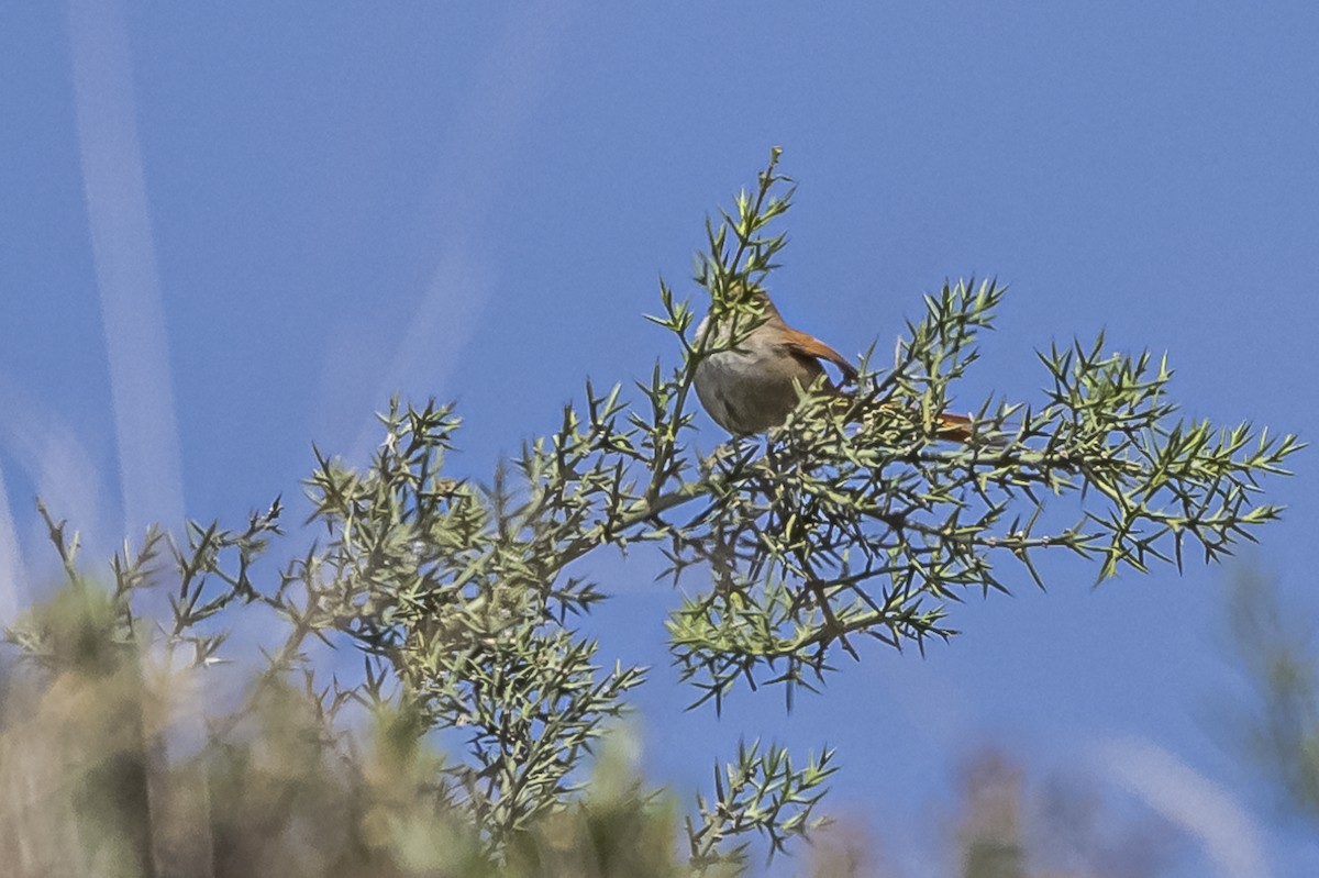 Rusty-fronted Canastero - ML512819081