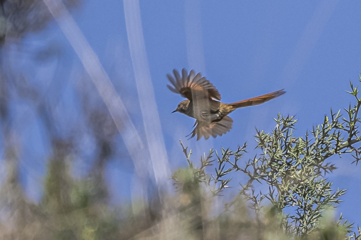 Rusty-fronted Canastero - ML512819091