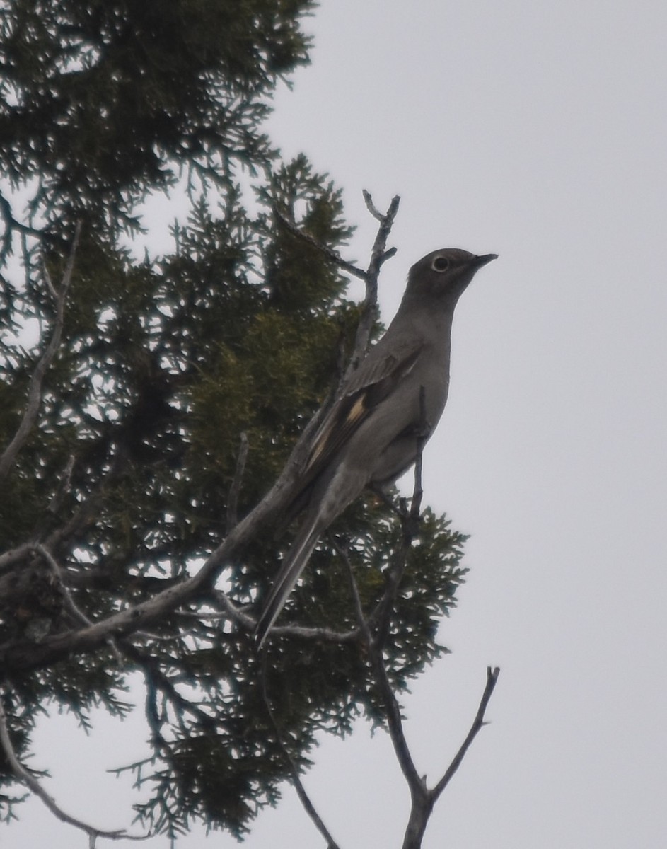 Townsend's Solitaire - ML512819781