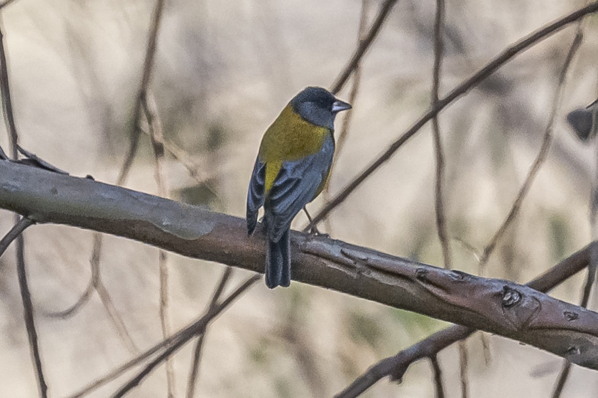 Peruvian Sierra Finch - ML512819861