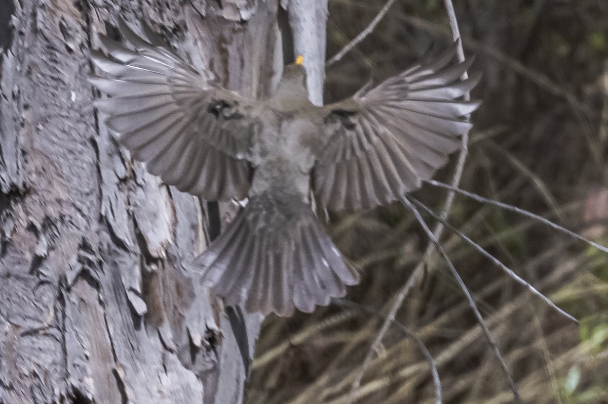 Chiguanco Thrush - Amed Hernández