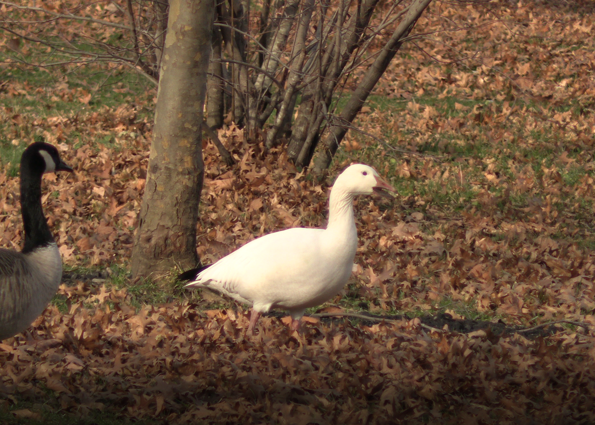 Snow Goose - ML512820441