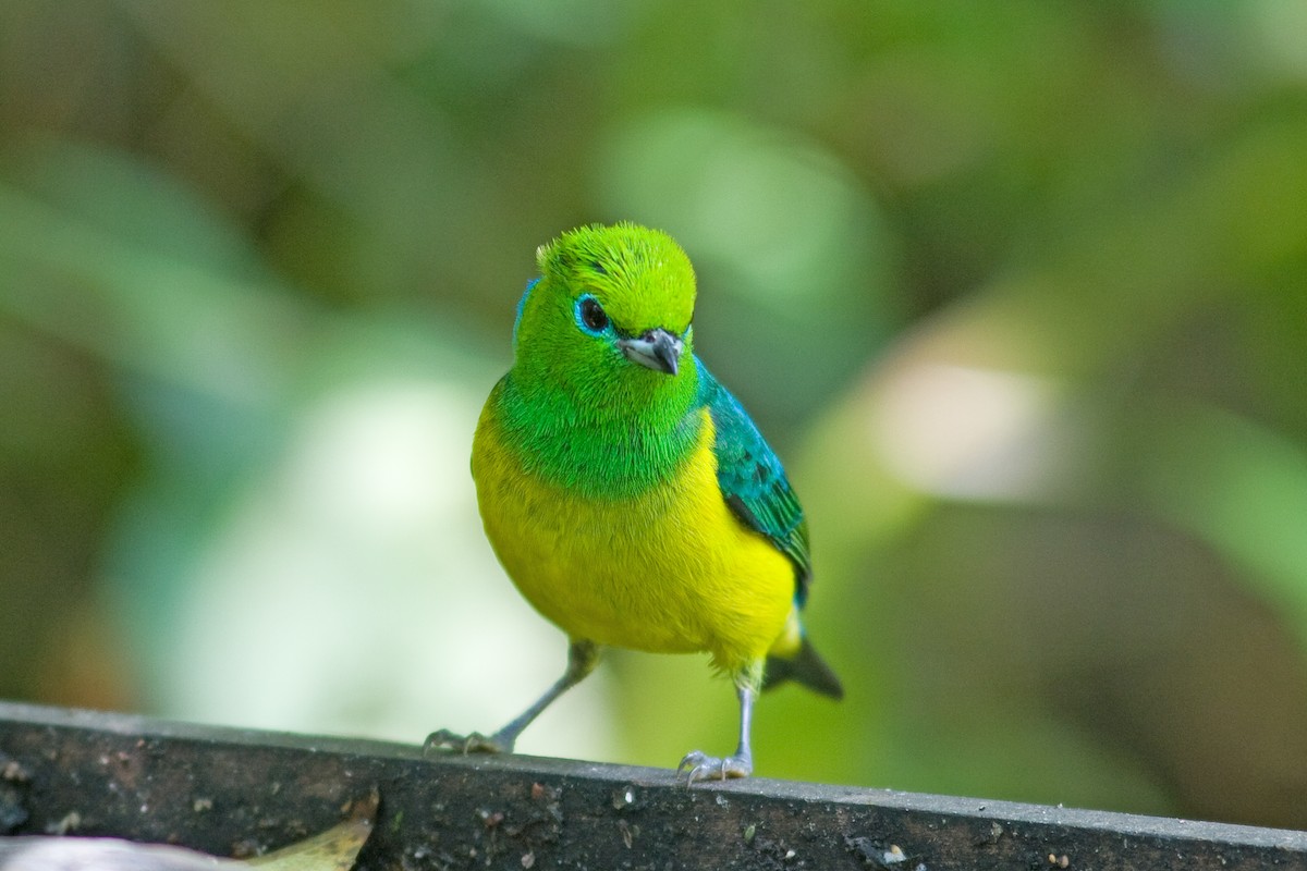 Blue-naped Chlorophonia - ML51282101