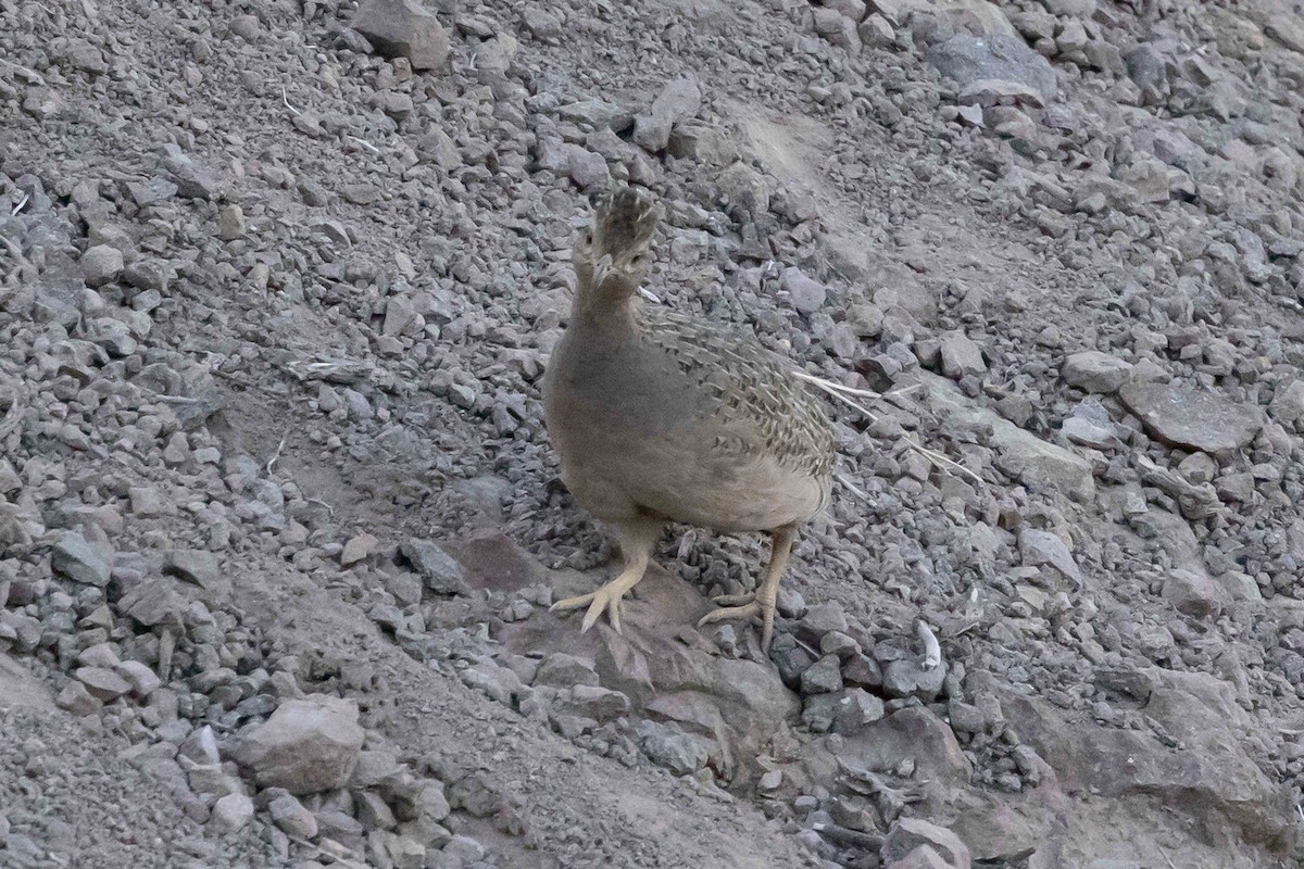 Chilean Tinamou - ML512821391