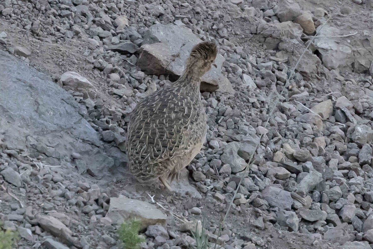 Chilean Tinamou - ML512821441