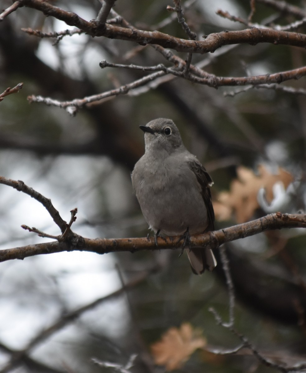 Townsend's Solitaire - ML512821531
