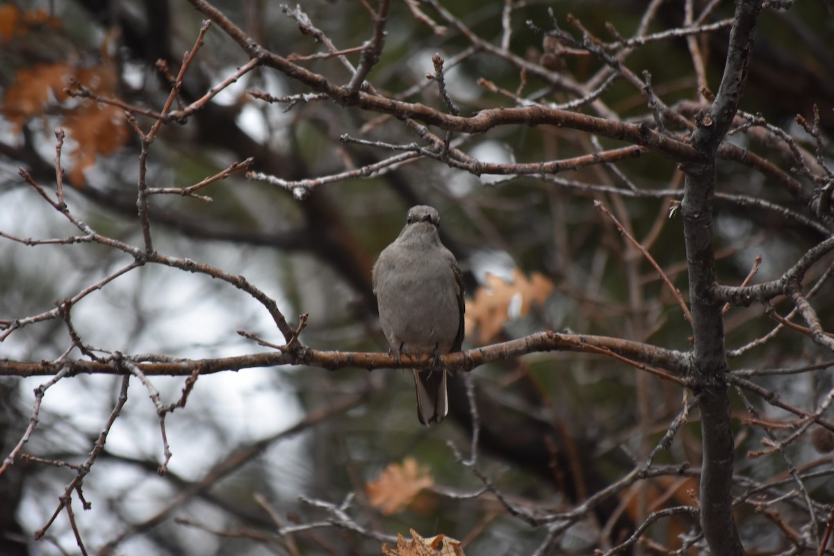 Townsend's Solitaire - ML512821541