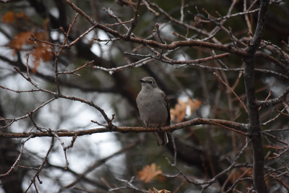 Townsend's Solitaire - ML512821551