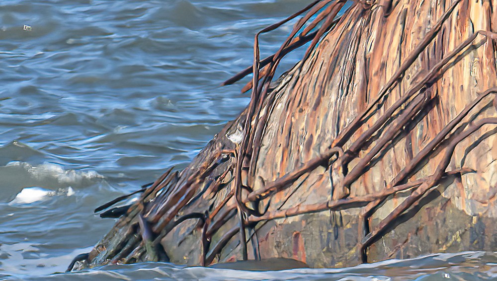 Purple Sandpiper - ML512821661