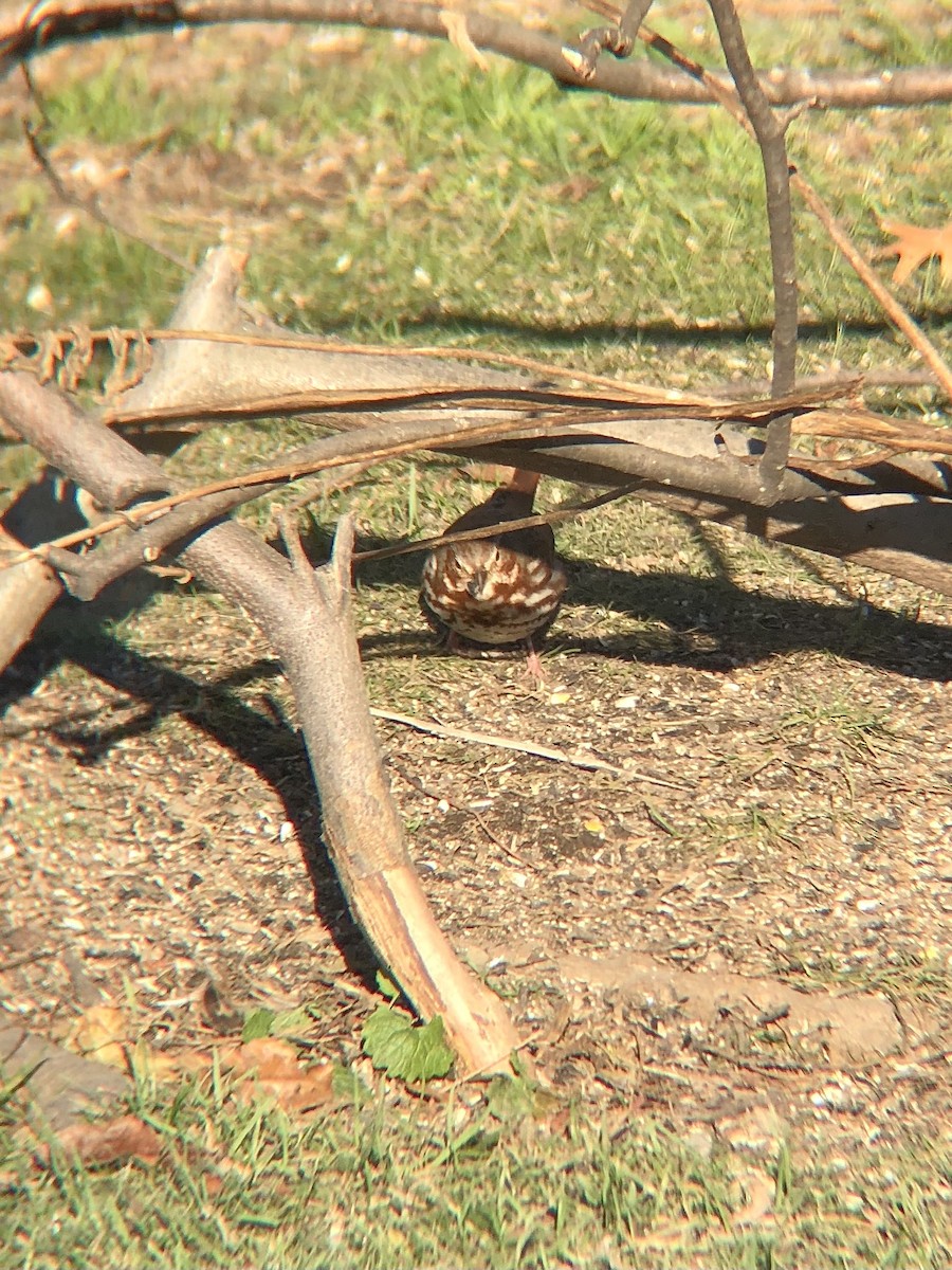 Fox Sparrow (Red) - ML512821801