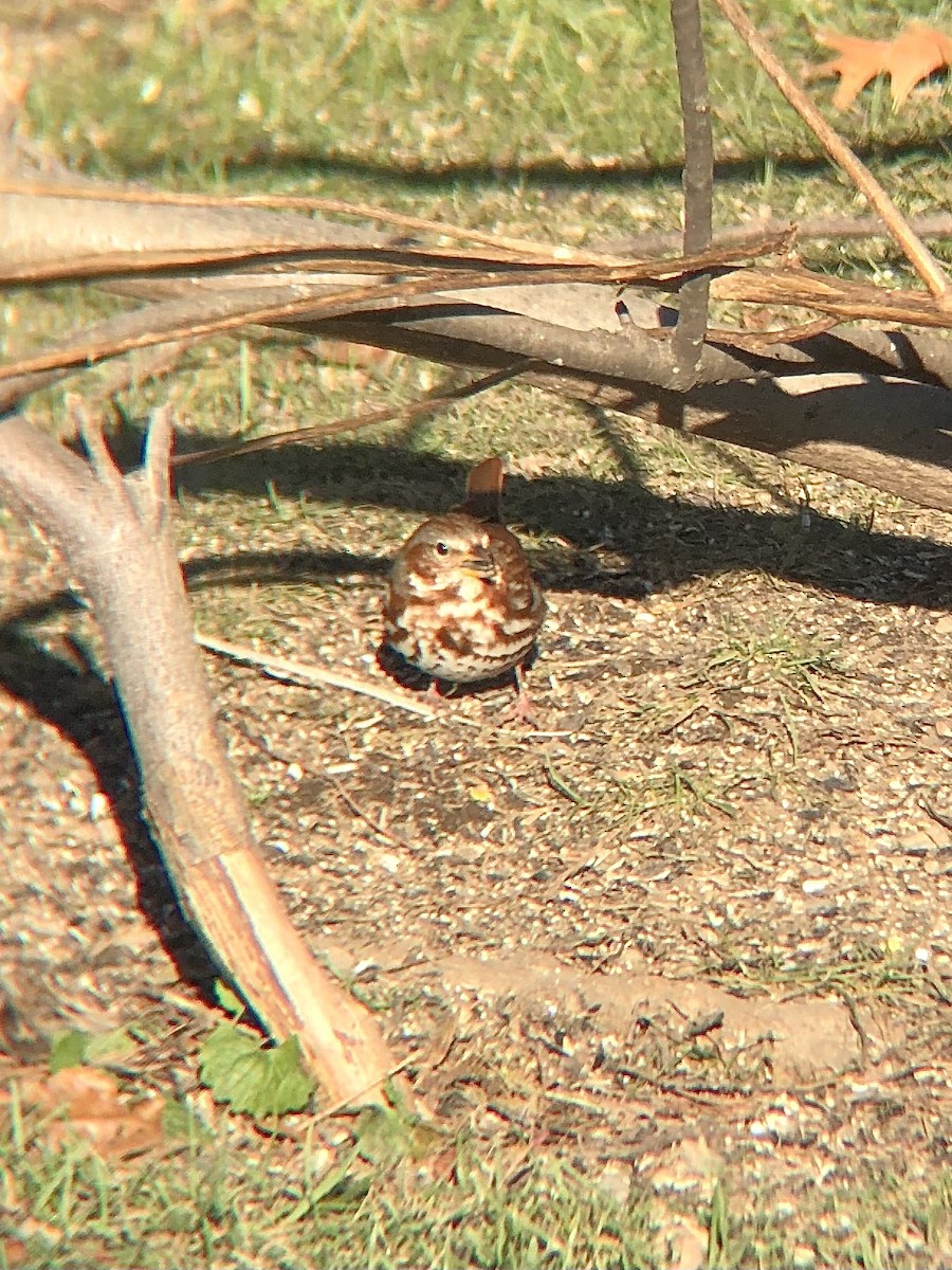 Fox Sparrow (Red) - ML512821821