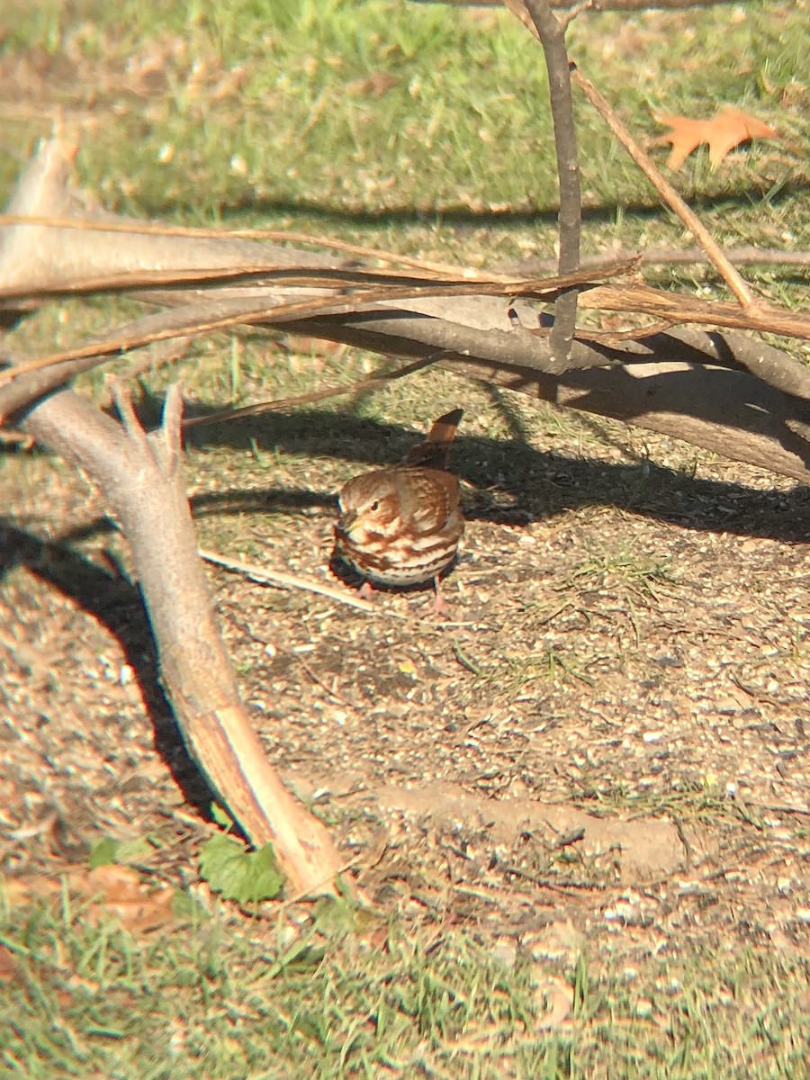 Fox Sparrow (Red) - KZ F