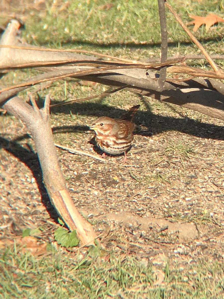 Fox Sparrow (Red) - ML512821891