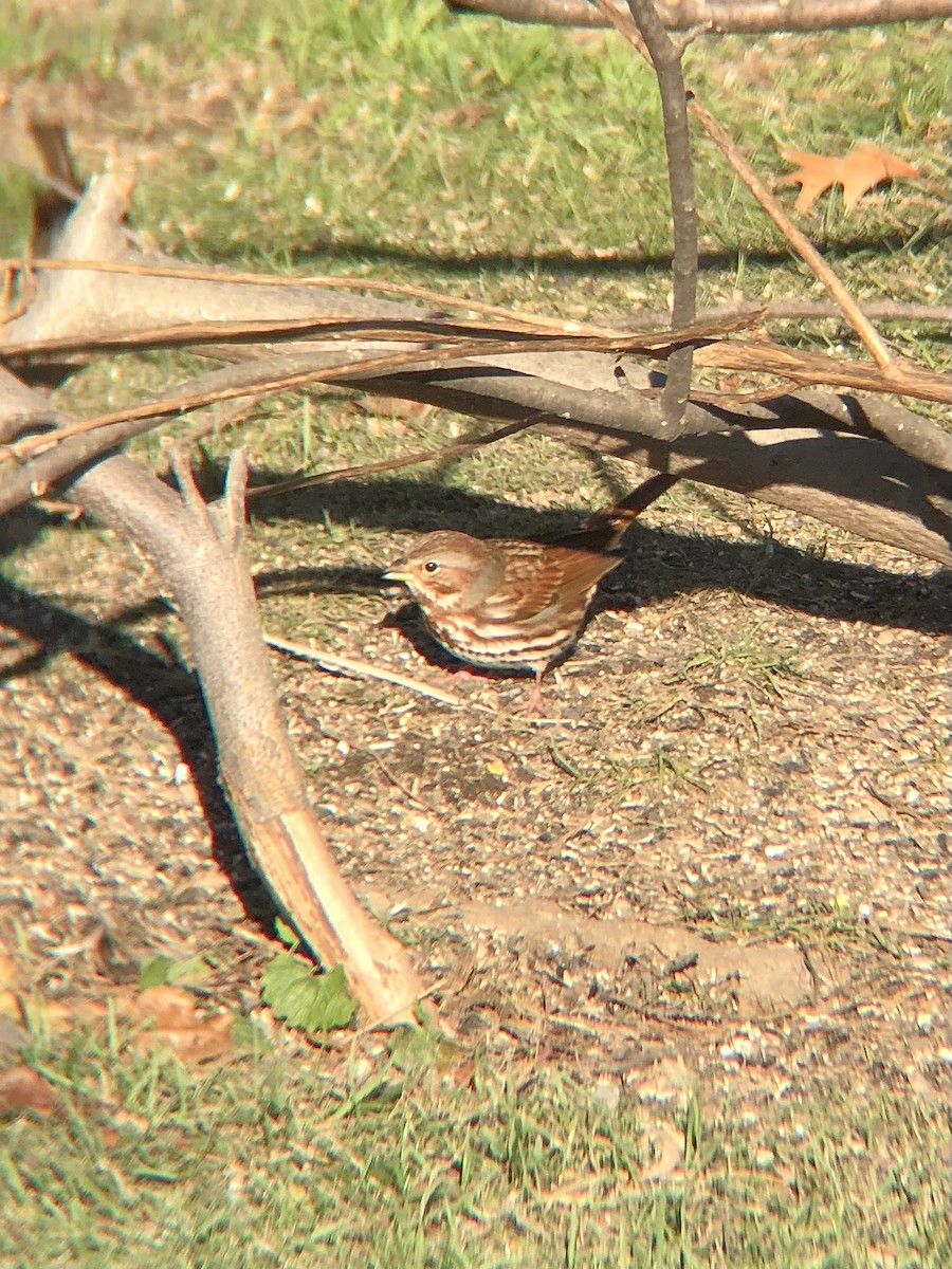 Fox Sparrow (Red) - ML512821901