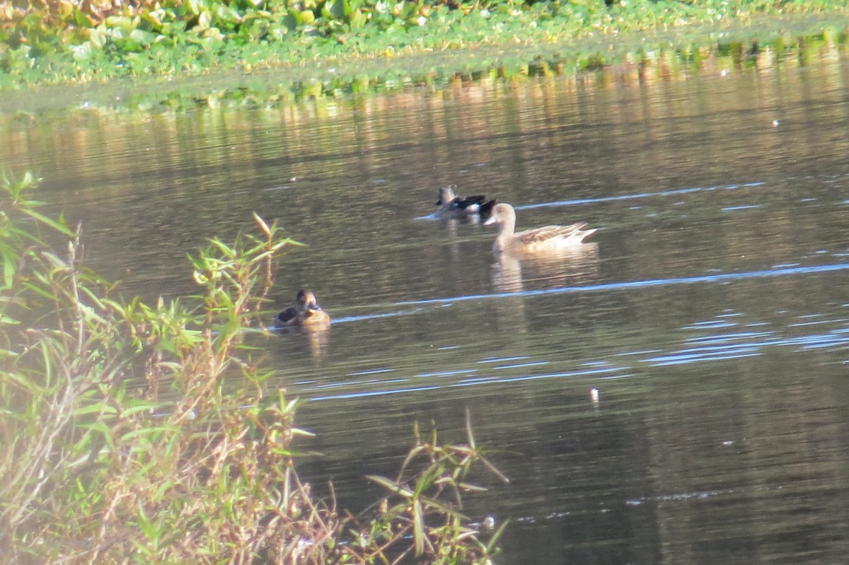 Northern Pintail - ML512821921