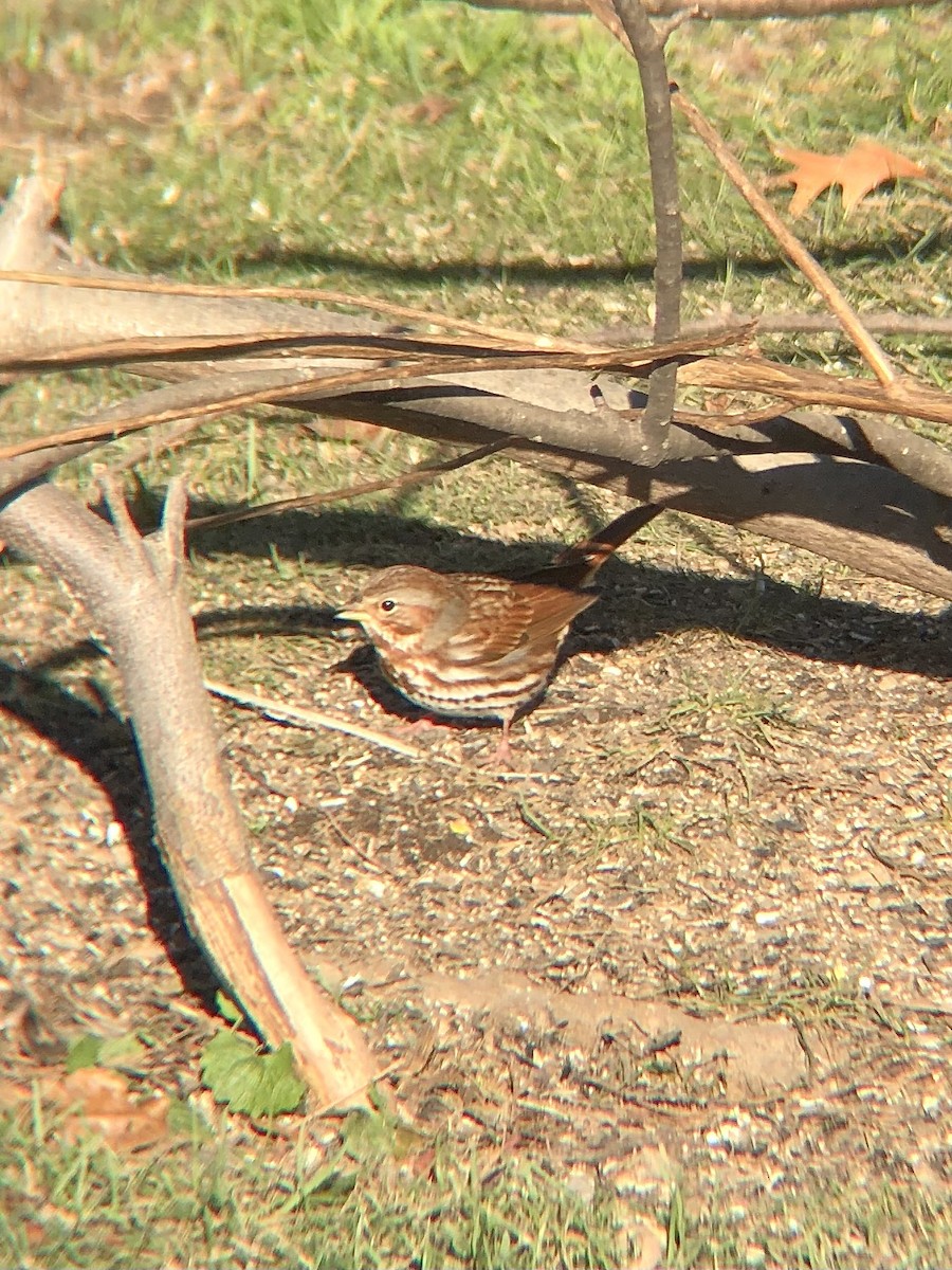 Fox Sparrow (Red) - ML512821931