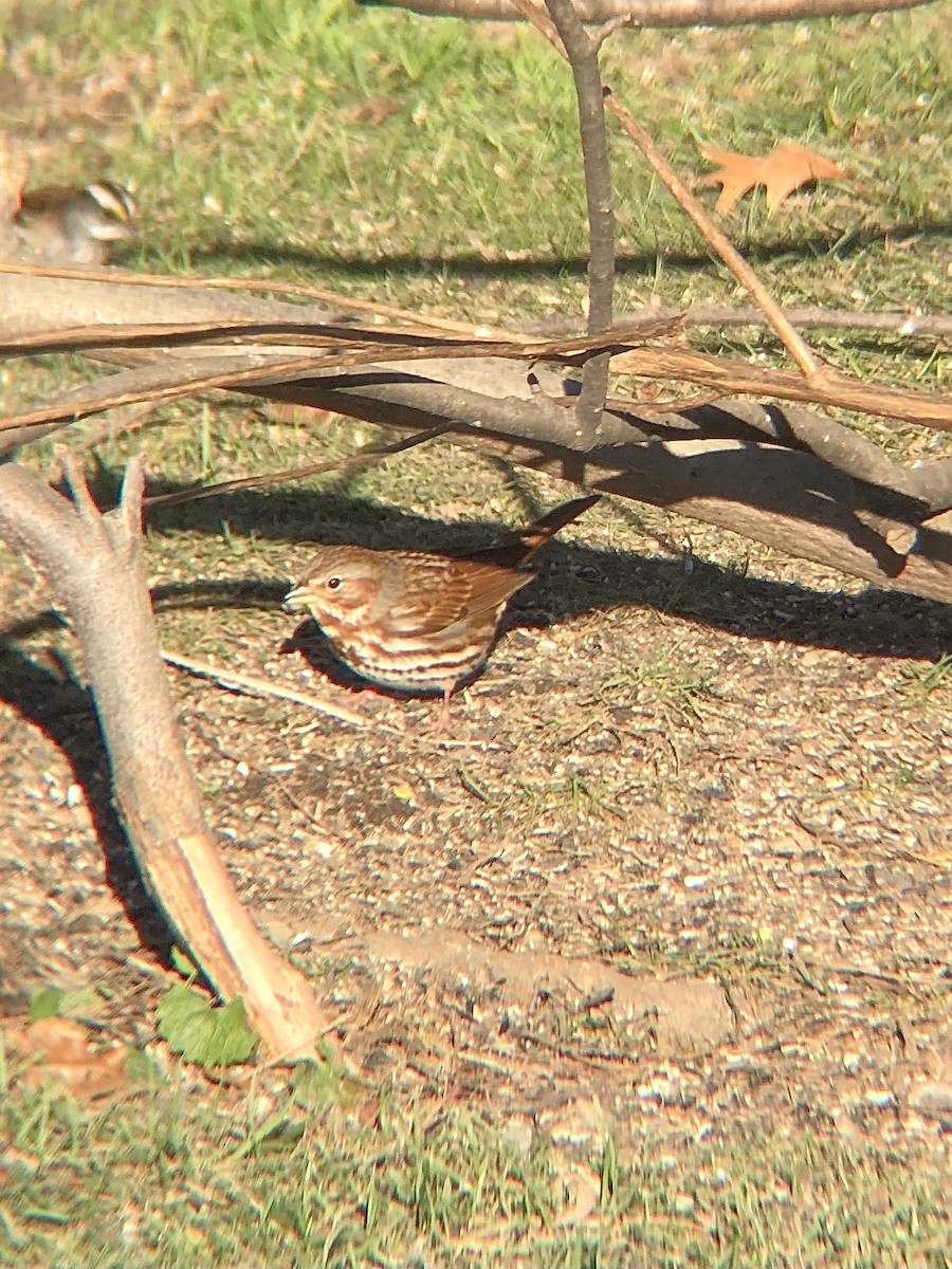 Fox Sparrow (Red) - ML512821981