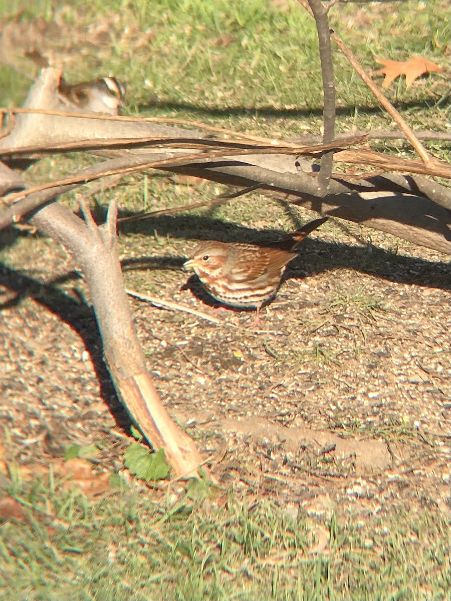 Fox Sparrow (Red) - ML512822021