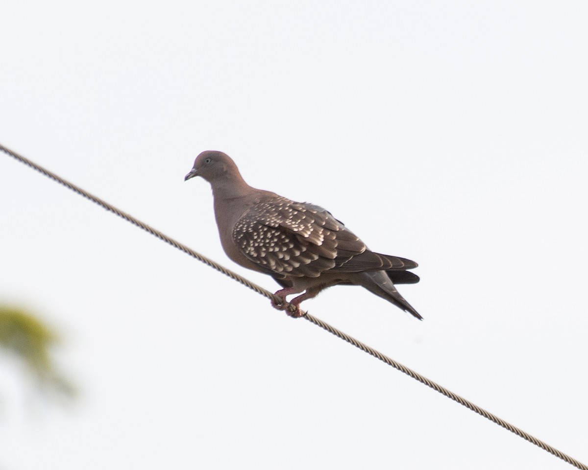 Spot-winged Pigeon (maculosa) - ML512822331