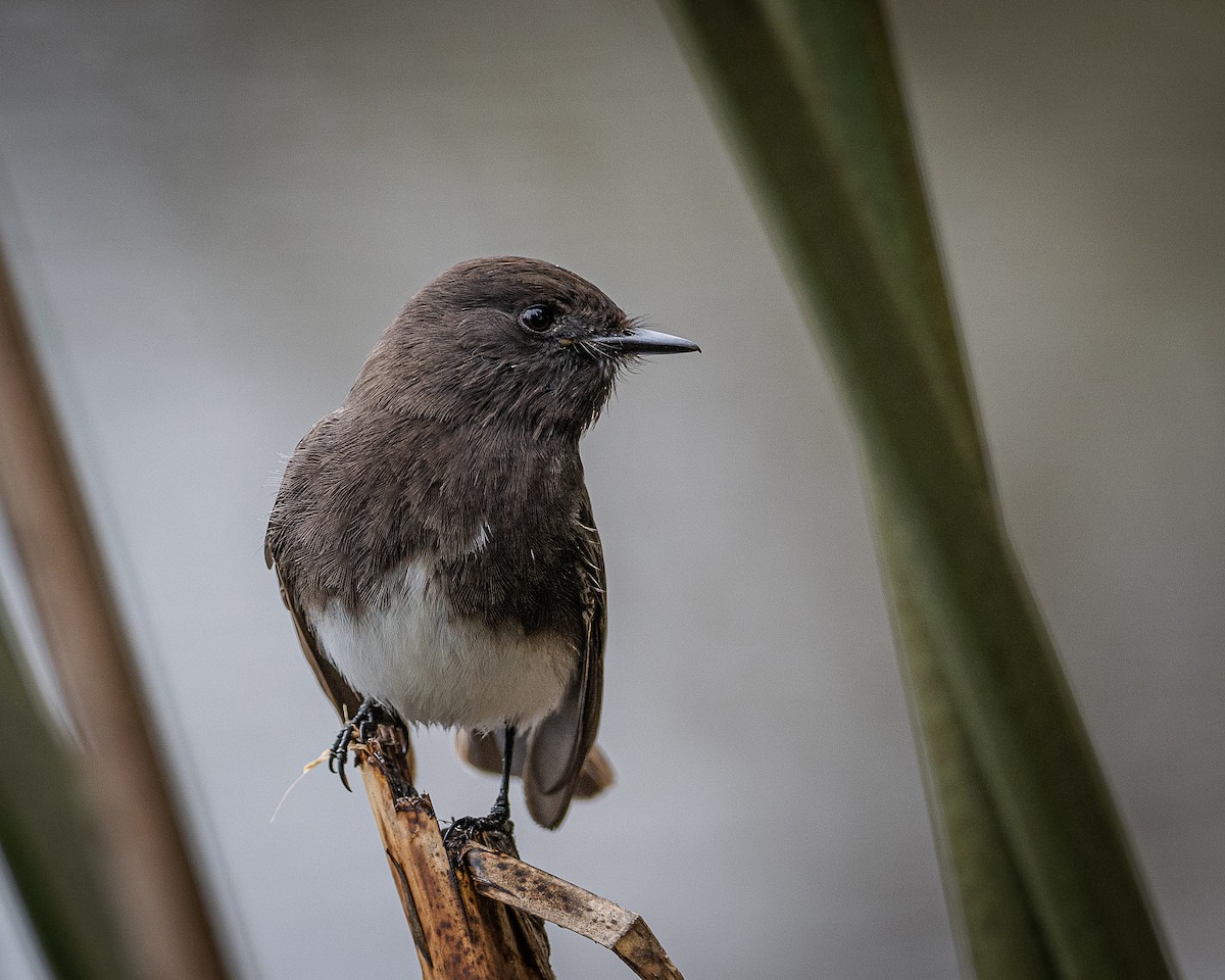 Black Phoebe - ML512822621