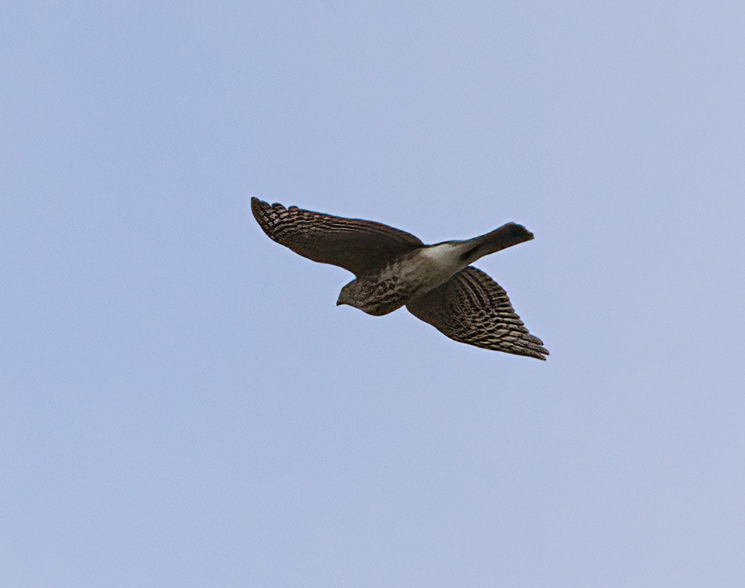 Sharp-shinned Hawk - ML512822741