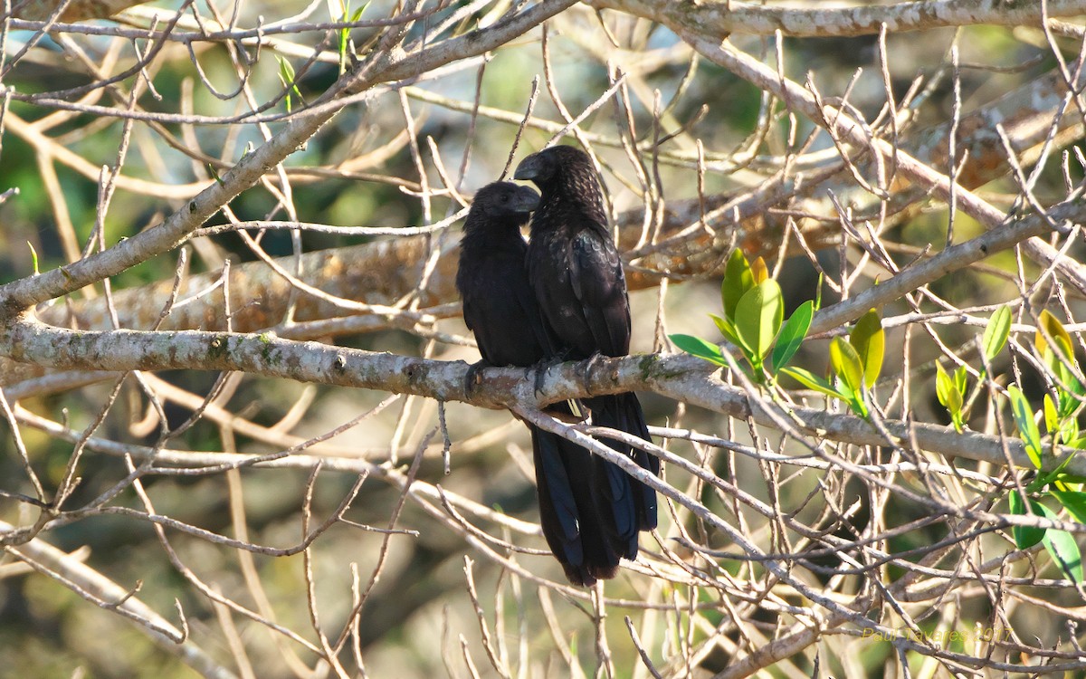 Smooth-billed Ani - Paul Tavares