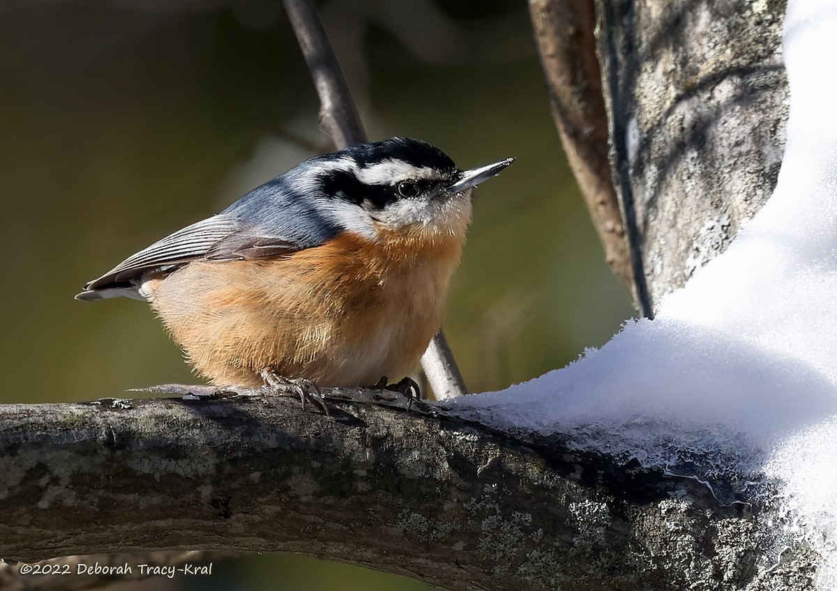 Red-breasted Nuthatch - ML512823651
