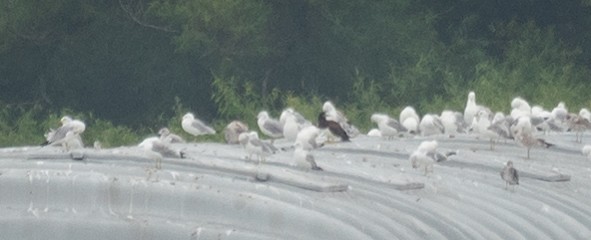 Brown Booby - ML512823841