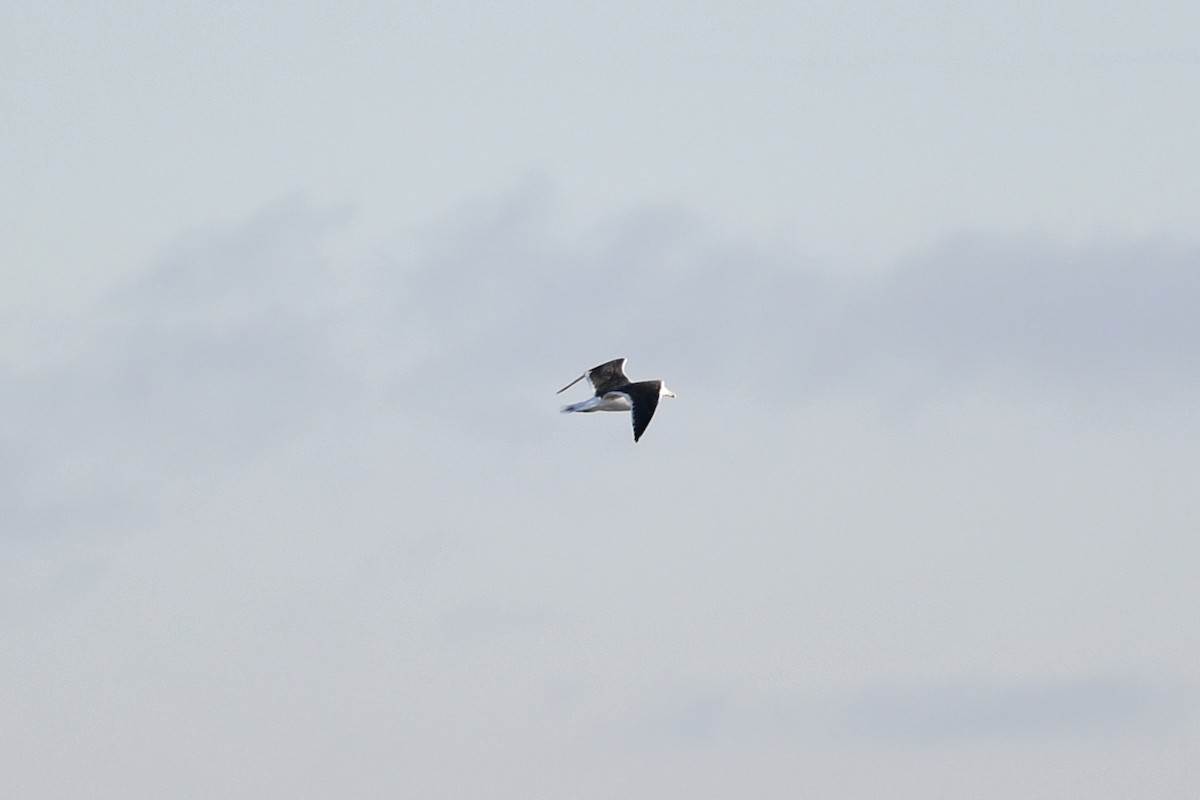 Great Black-backed Gull - Ron Rind