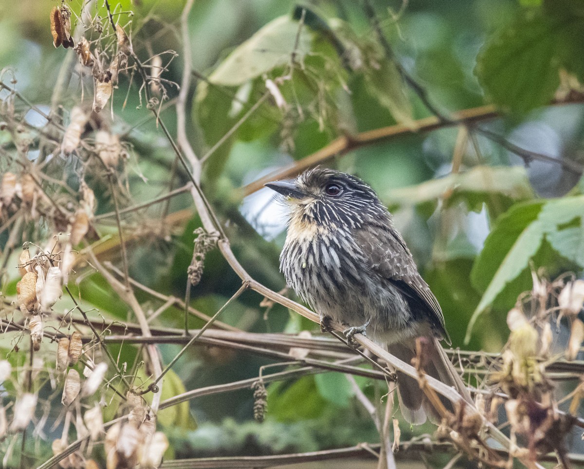 Black-streaked Puffbird - ML512825631