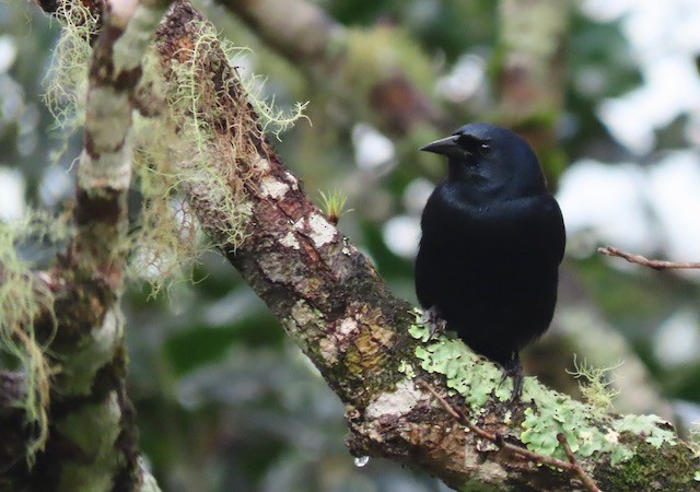 Jamaican Blackbird - ML512825901