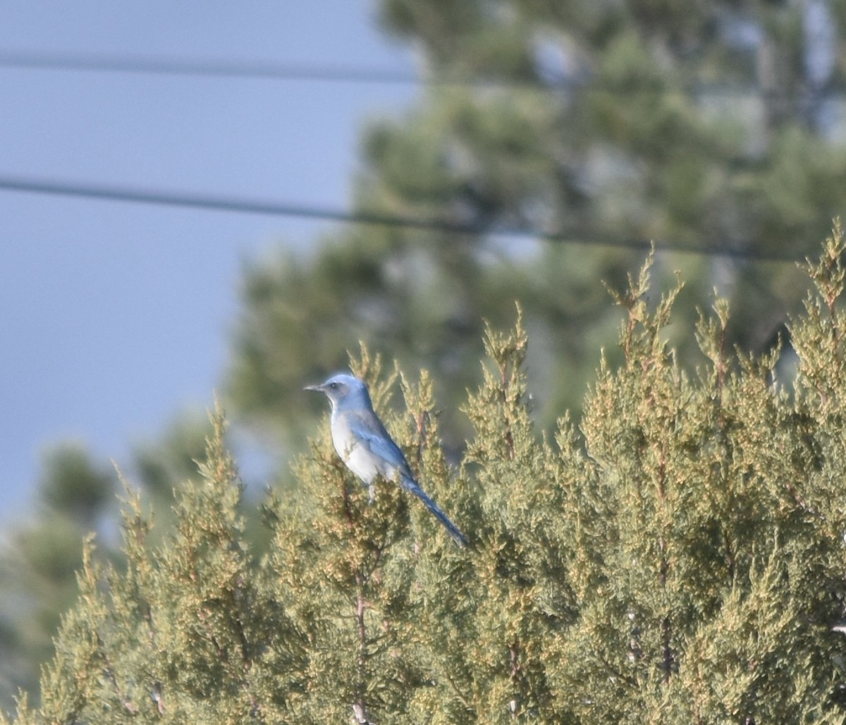 Woodhouse's Scrub-Jay (Woodhouse's) - ML512826101