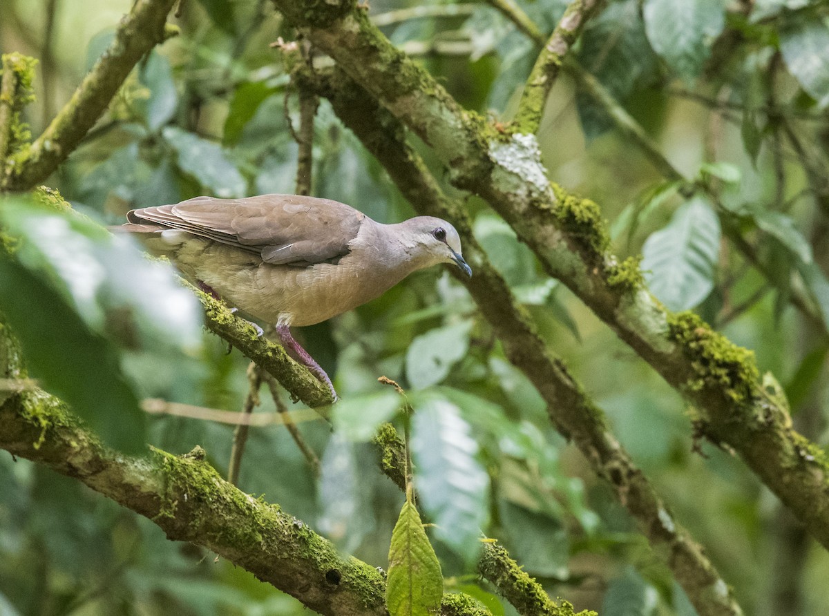 Paloma Montaraz de las Yungas - ML512826351