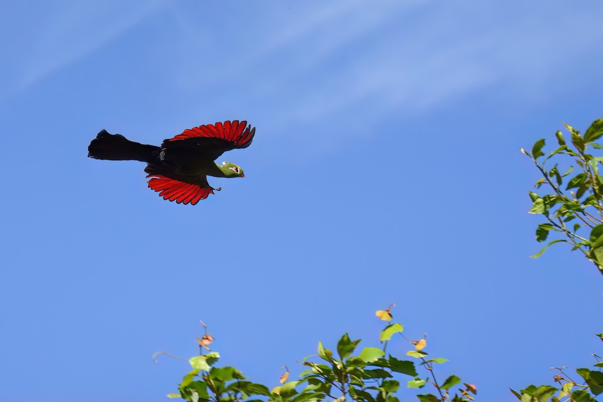 Knysna Turaco - ML512827341