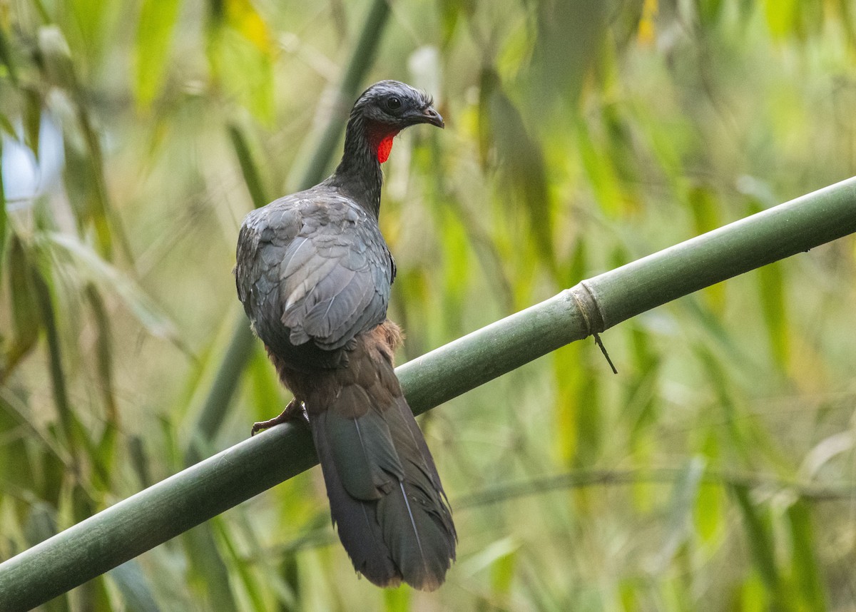 Speckled Chachalaca - Skyler Bol