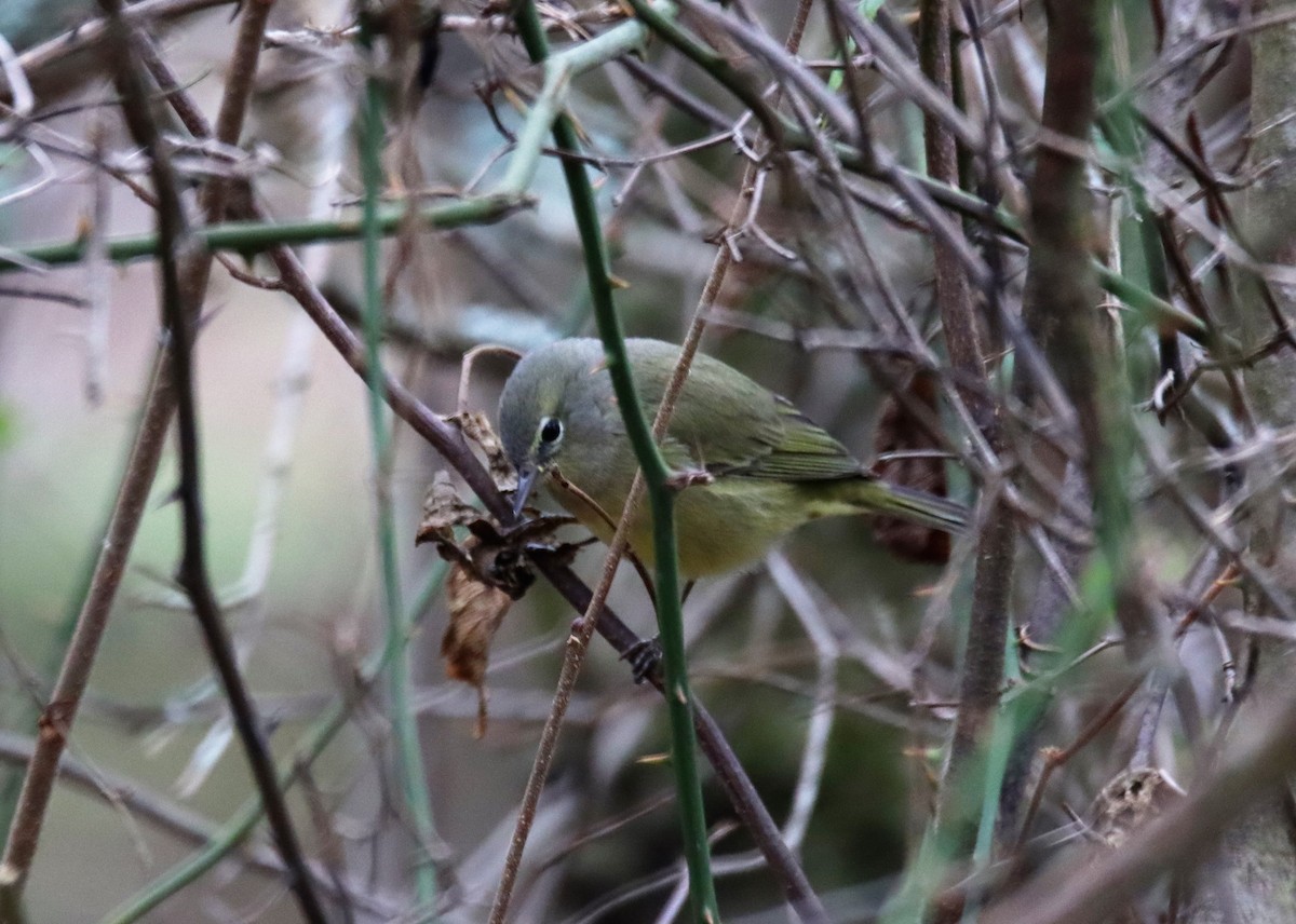 Orange-crowned Warbler - ML512828271