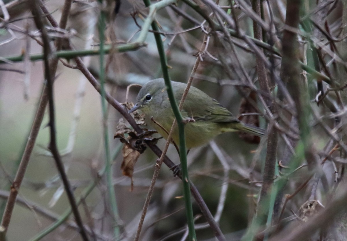Orange-crowned Warbler - ML512828311