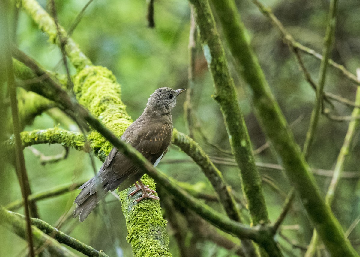 Pale-breasted Thrush - ML512828331