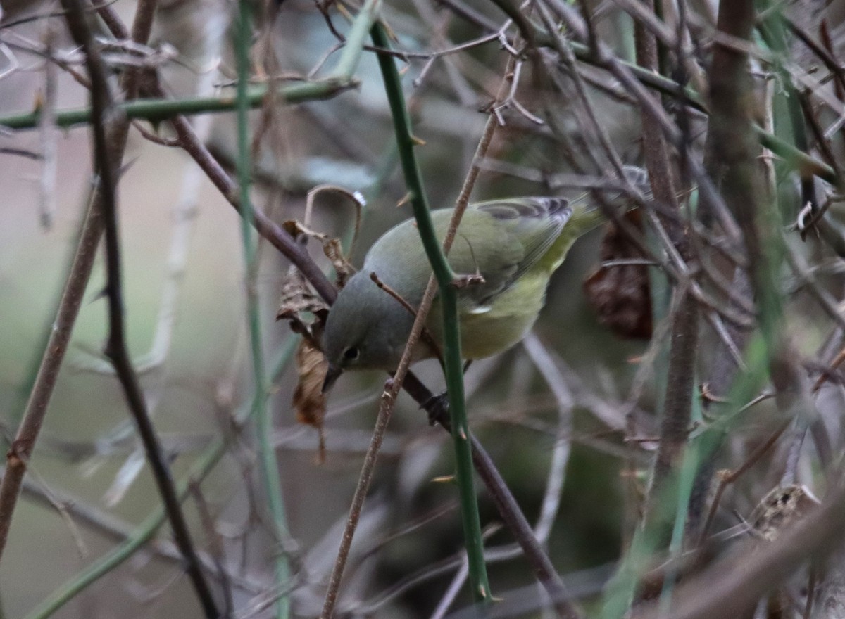 Orange-crowned Warbler - ML512828391