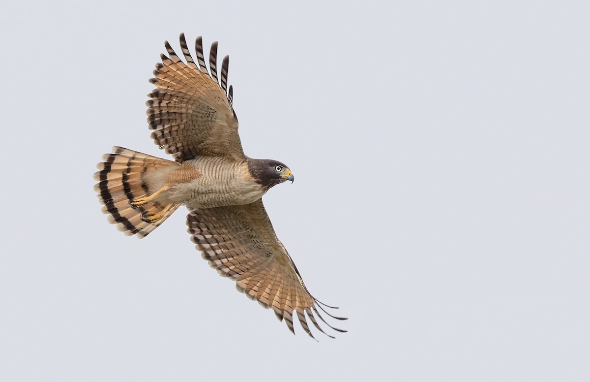 Roadside Hawk - Lars Petersson | My World of Bird Photography