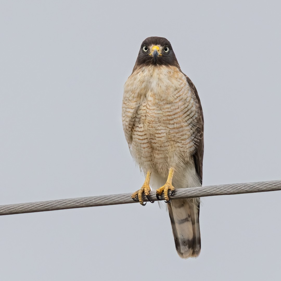 Roadside Hawk - Lars Petersson | My World of Bird Photography