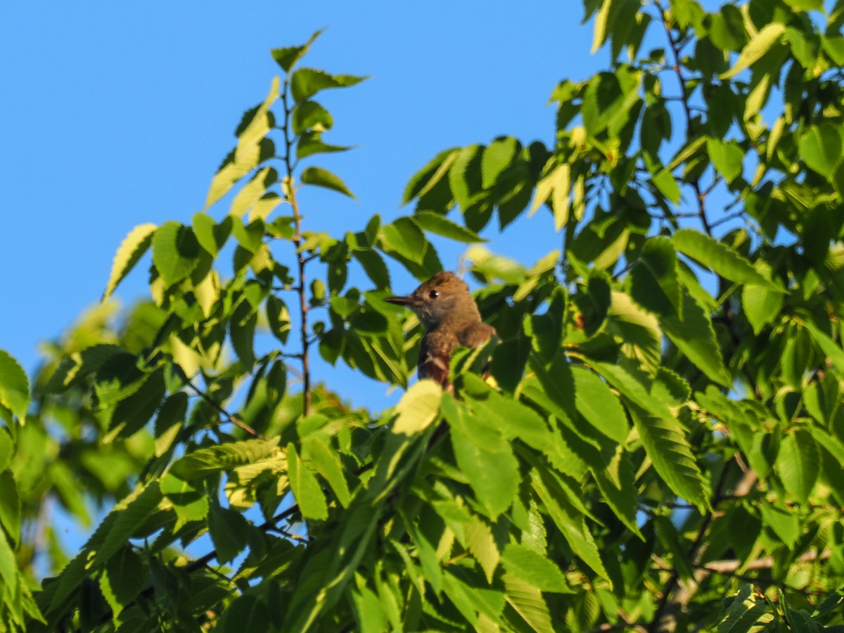 Great Crested Flycatcher - ML512828831