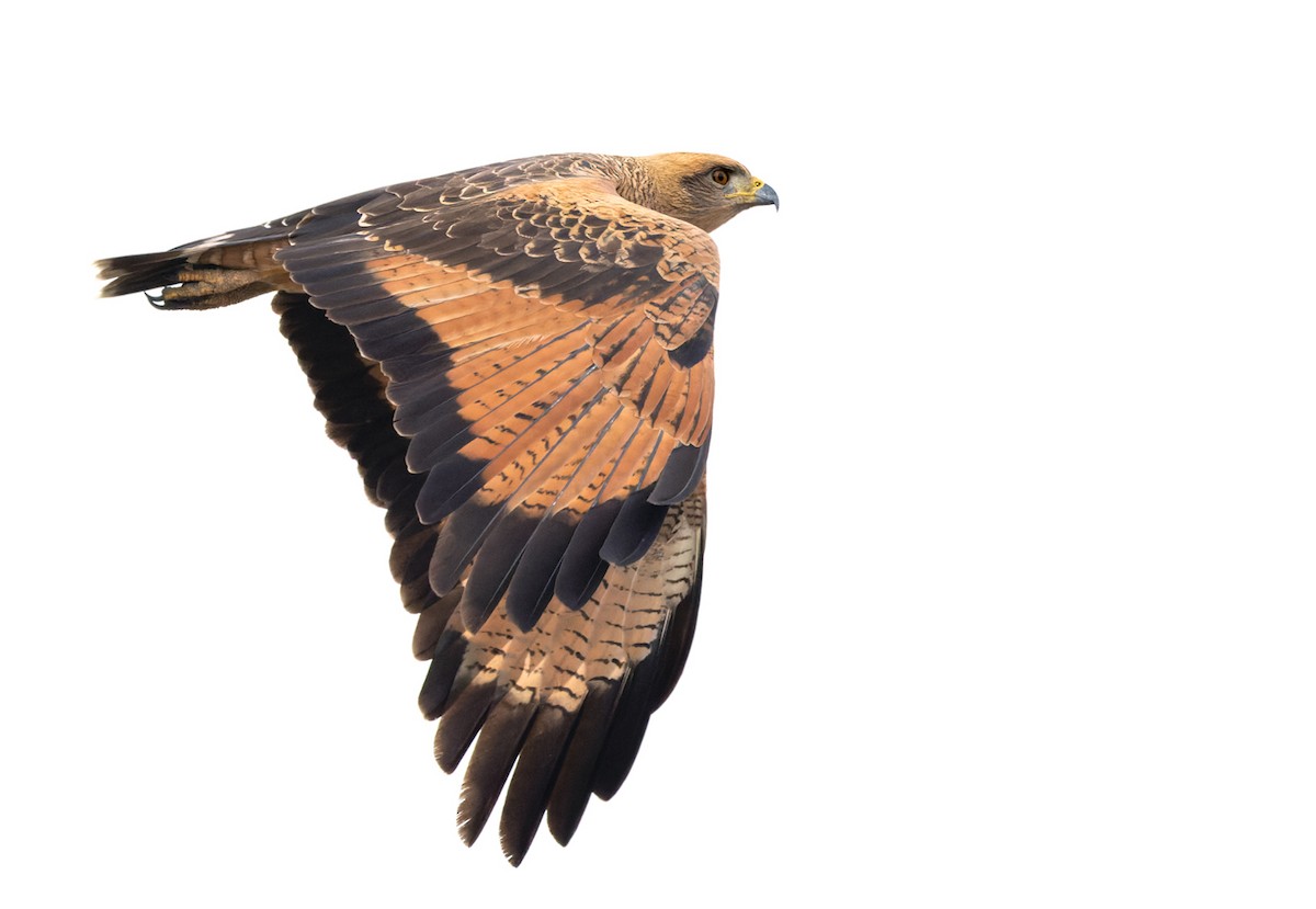 Savanna Hawk - Lars Petersson | My World of Bird Photography