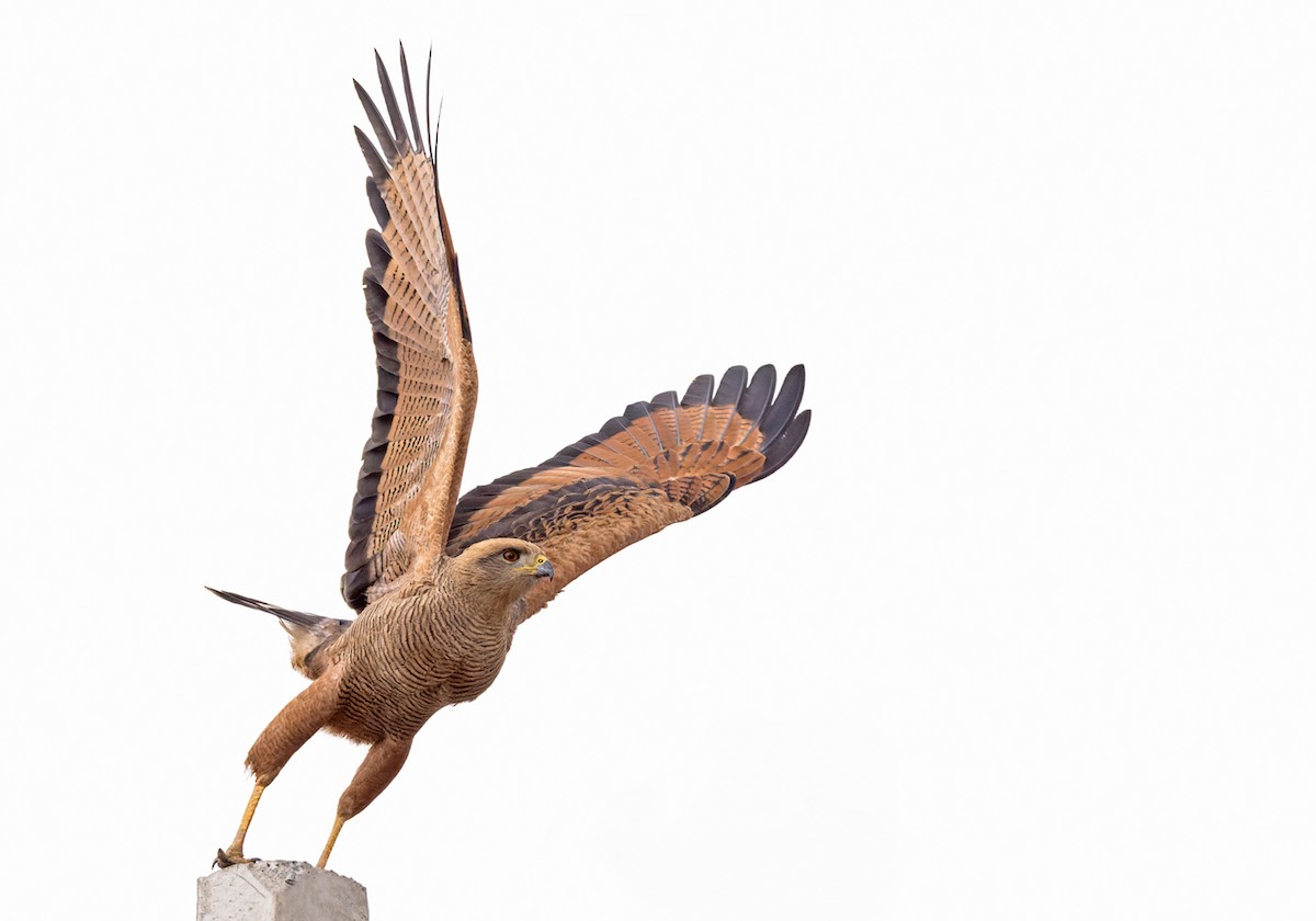 Savanna Hawk - Lars Petersson | My World of Bird Photography