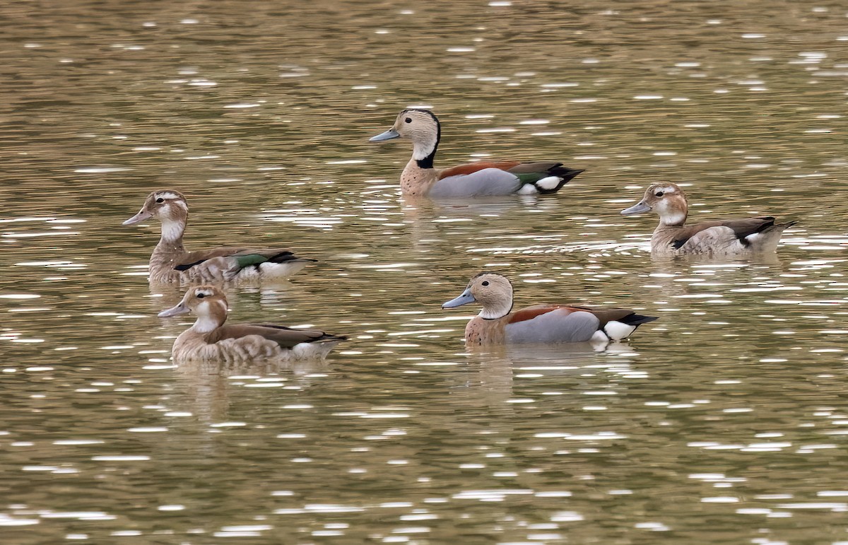 Ringed Teal - Lars Petersson | My World of Bird Photography