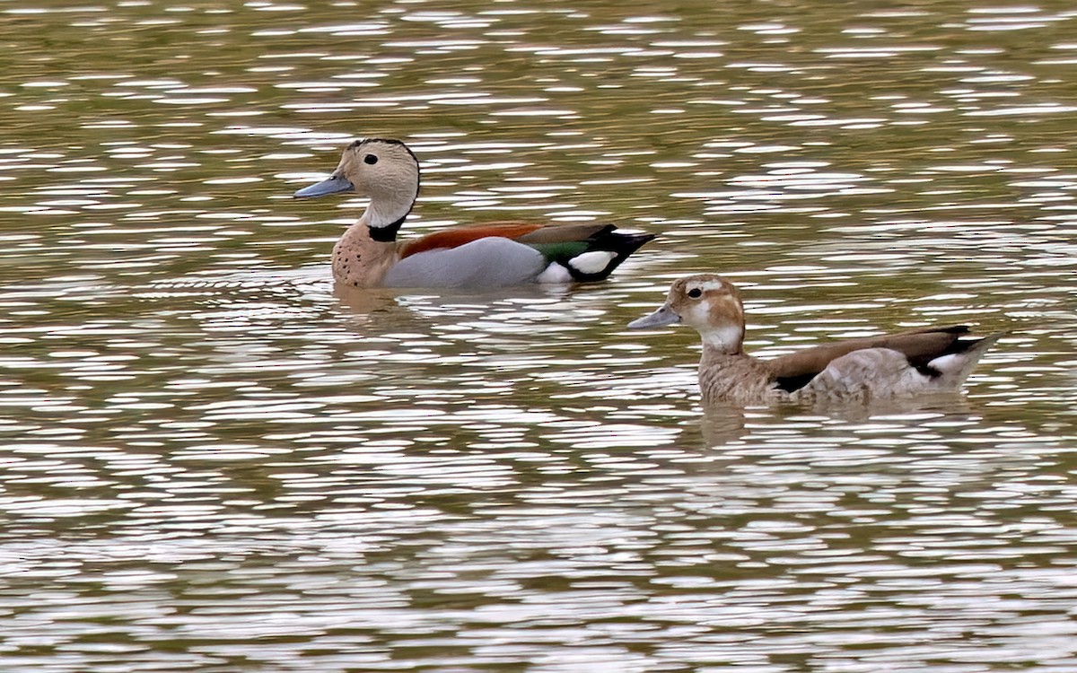 Ringed Teal - Lars Petersson | My World of Bird Photography