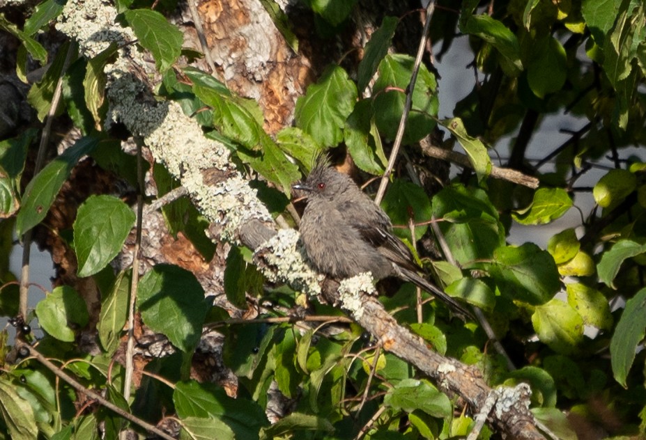 Kara Faynopepla - ML512829211