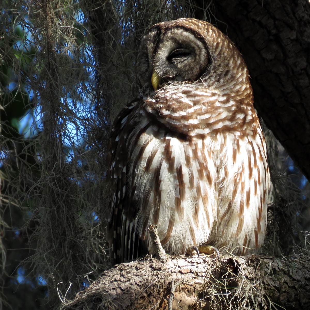 Barred Owl - ML51282951