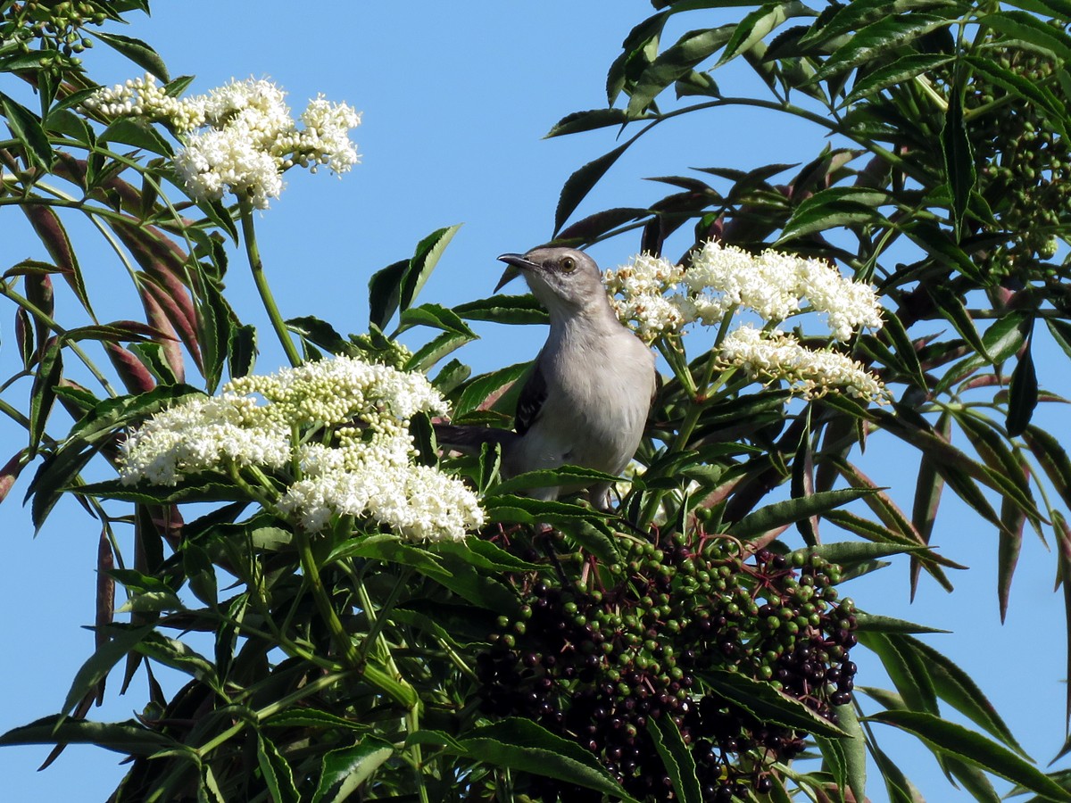 Northern Mockingbird - ML51283001